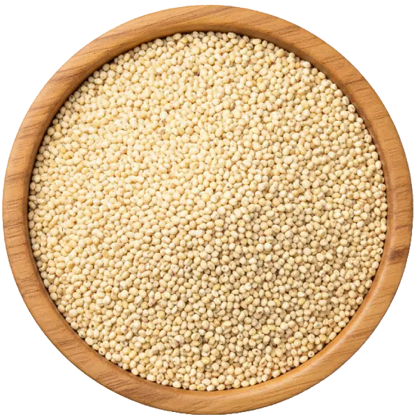 Sorghum