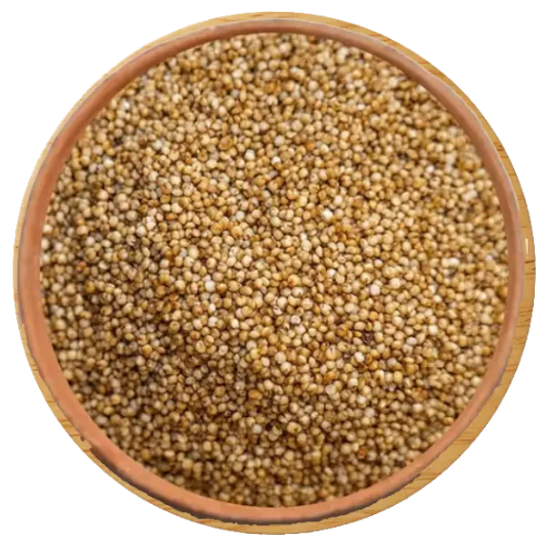 Sorghum