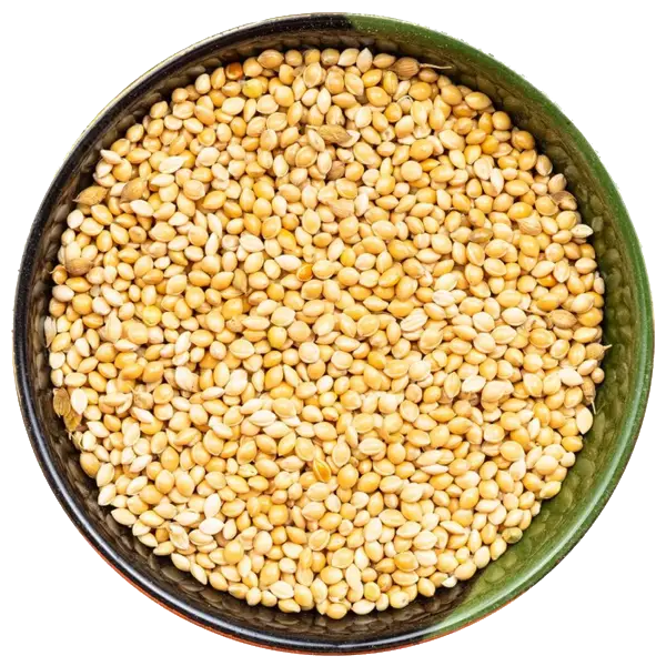 Sorghum
